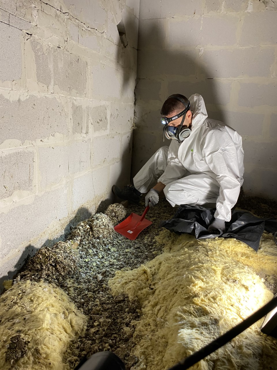 Élimination de nuisibles et nettoyage d’un grenier par un technicien Asturat